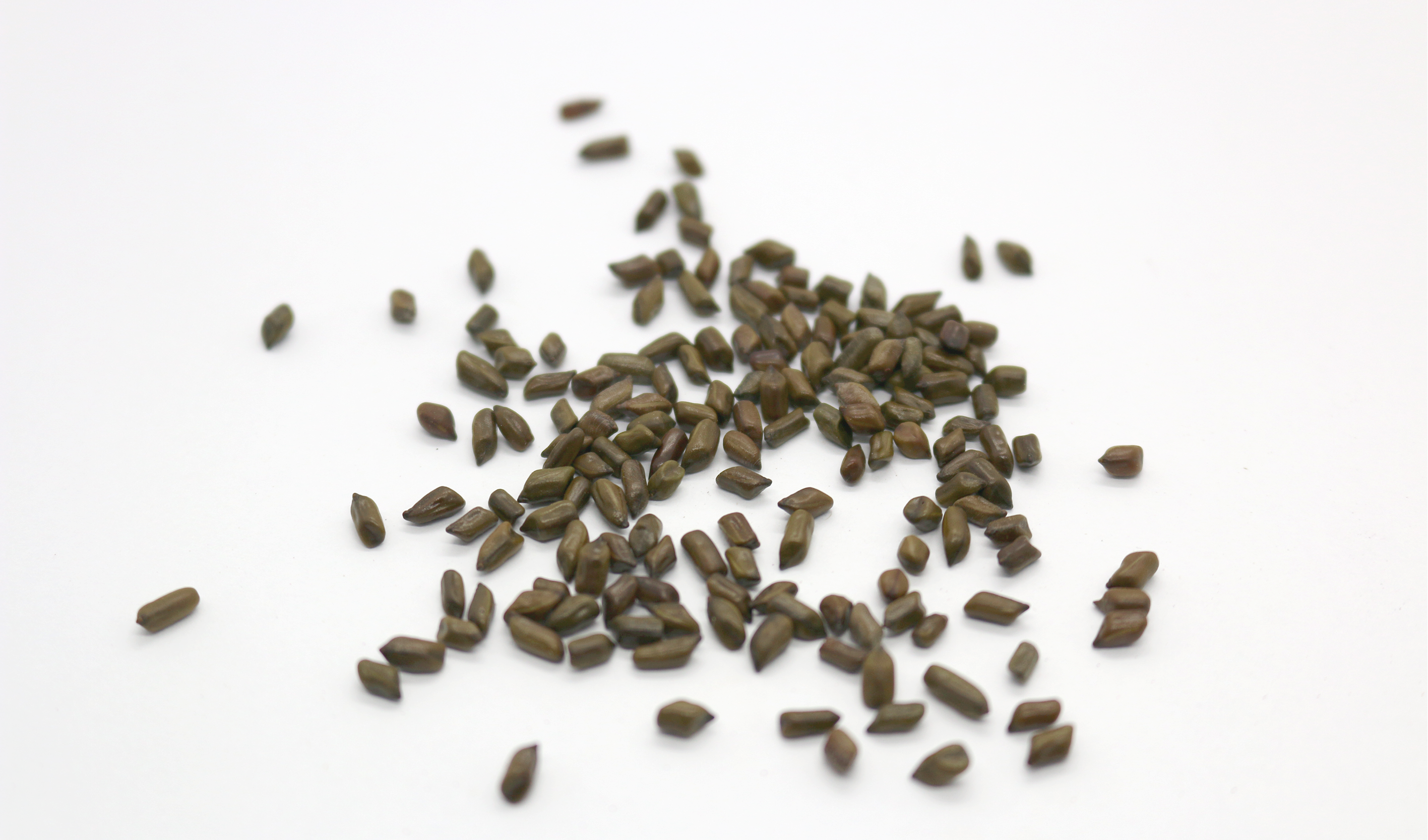 Cassia Seeds