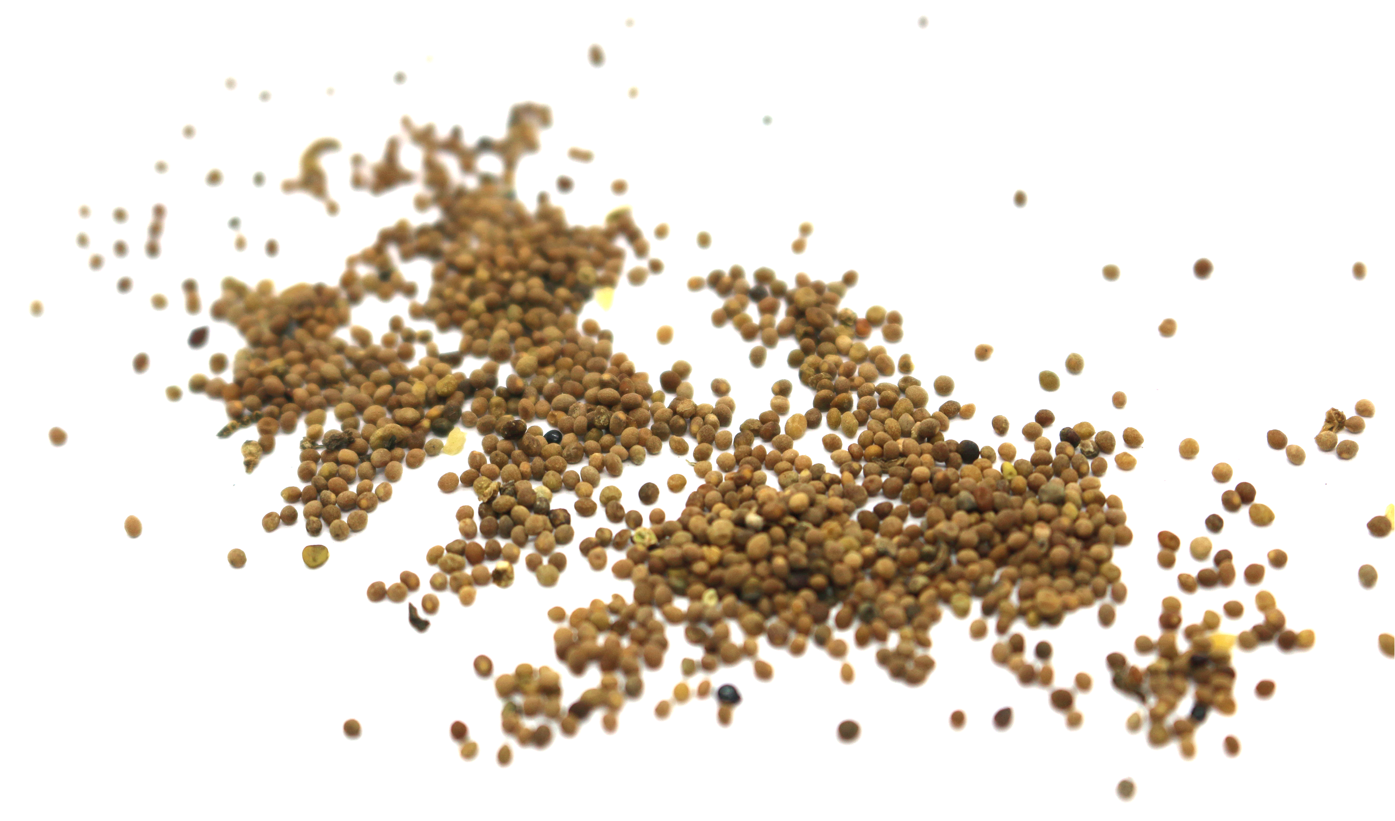 Dodder Seed