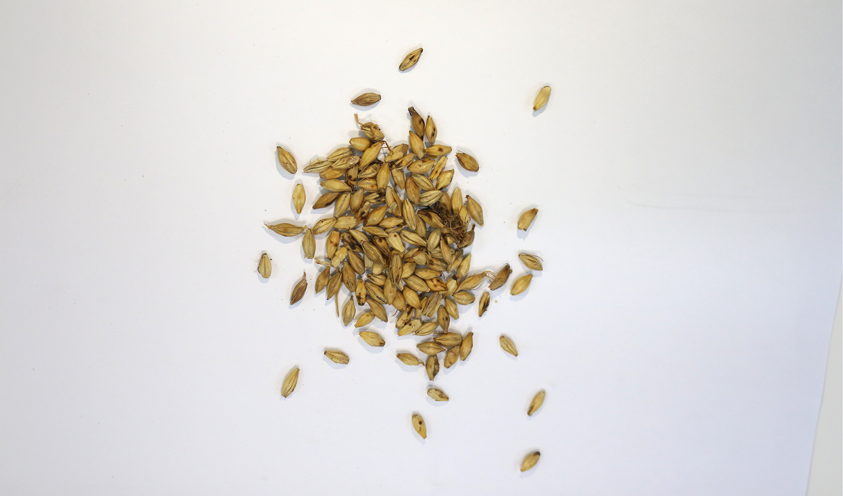 Germinated Barley